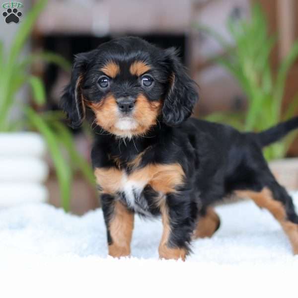 Cloe, Cavalier King Charles Spaniel Puppy